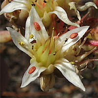 Thumbnail Picture of Lady-fingers Dudleya