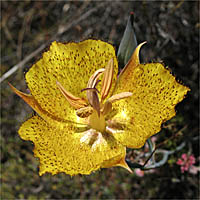 Thumbnail Picture of Weed's Mariposa Lily