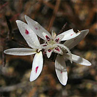 Thumbnail Picture of Osmadenia