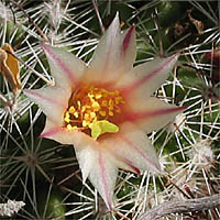 Thumbnail Picture of California Fishhook Cactus