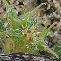 Thumbnail Picture of Orcutt's Spineflower