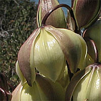 Thumbnail Picture of Mojave Yucca