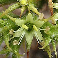 Thumbnail Picture of Prostrate Spineflower