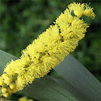 Thumbnail Picture of Sydney Golden Wattle