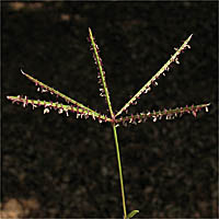 Thumbnail Picture of Bermuda Grass