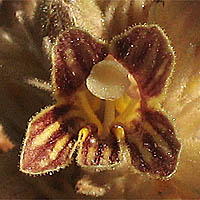 Thumbnail Picture of Parish's broomrape