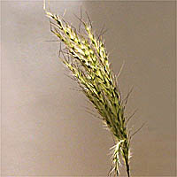 Thumbnail Picture of Cane Bluestem